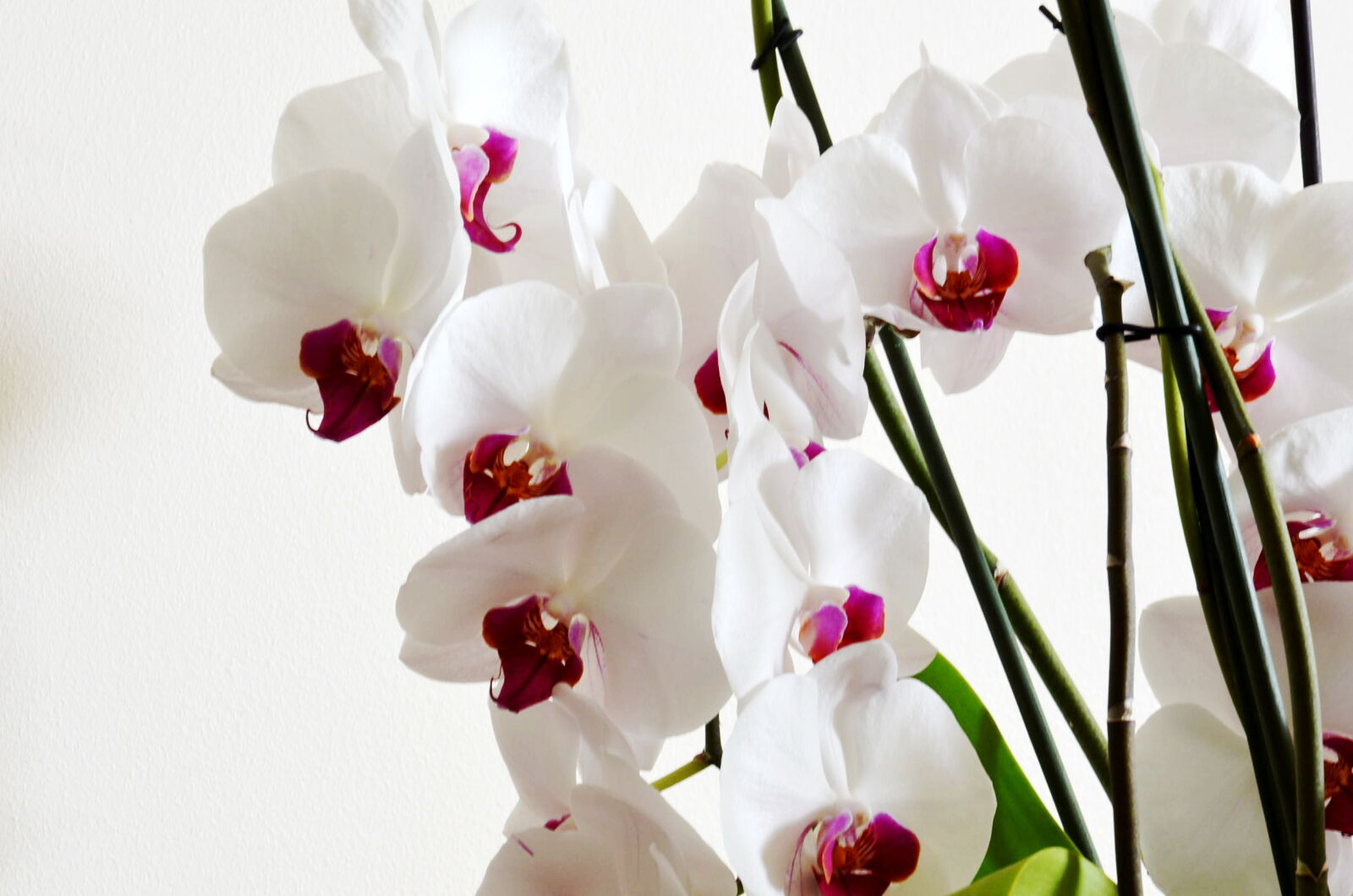Nikon D5100 sample photo