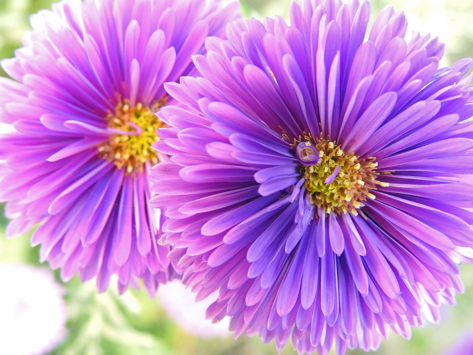 Nikon Coolpix P900 sample photo. Flowers, violet, purple flowers photography