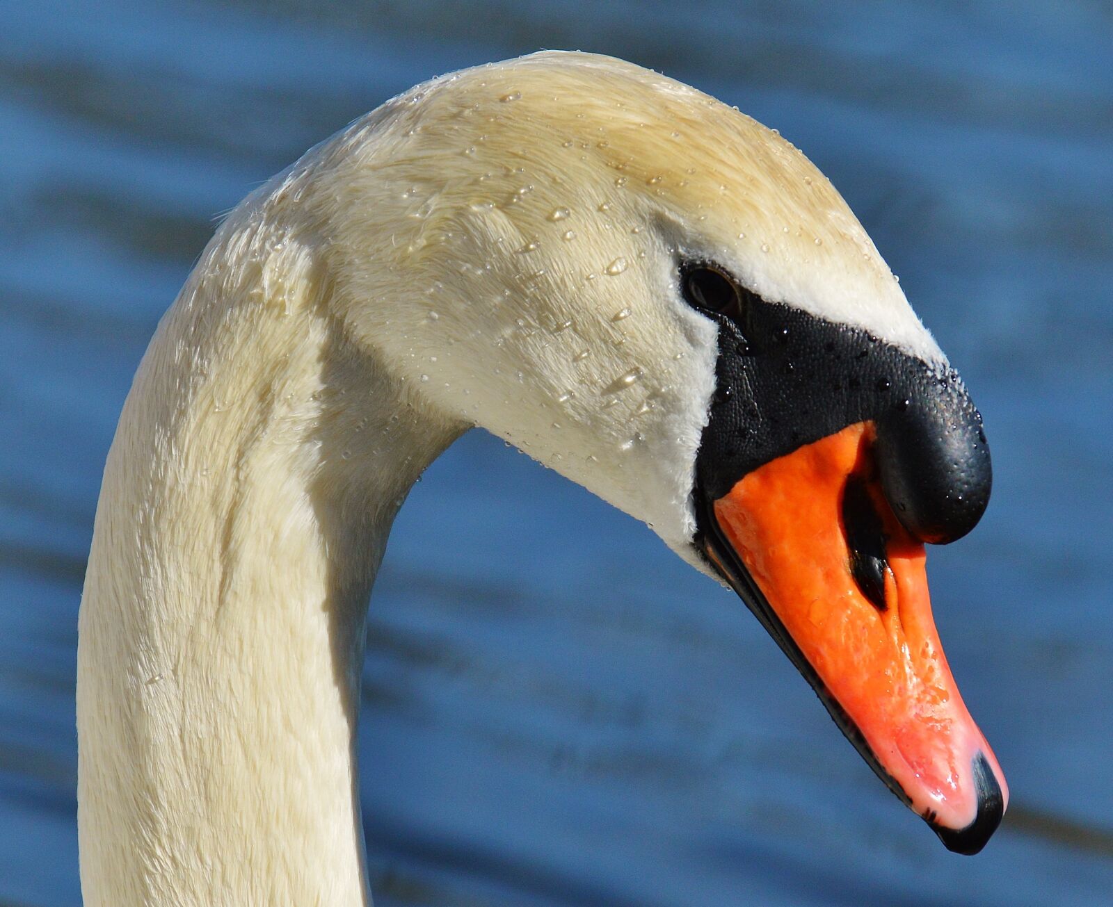 Nikon D3200 sample photo. Swan, water bird, animal photography