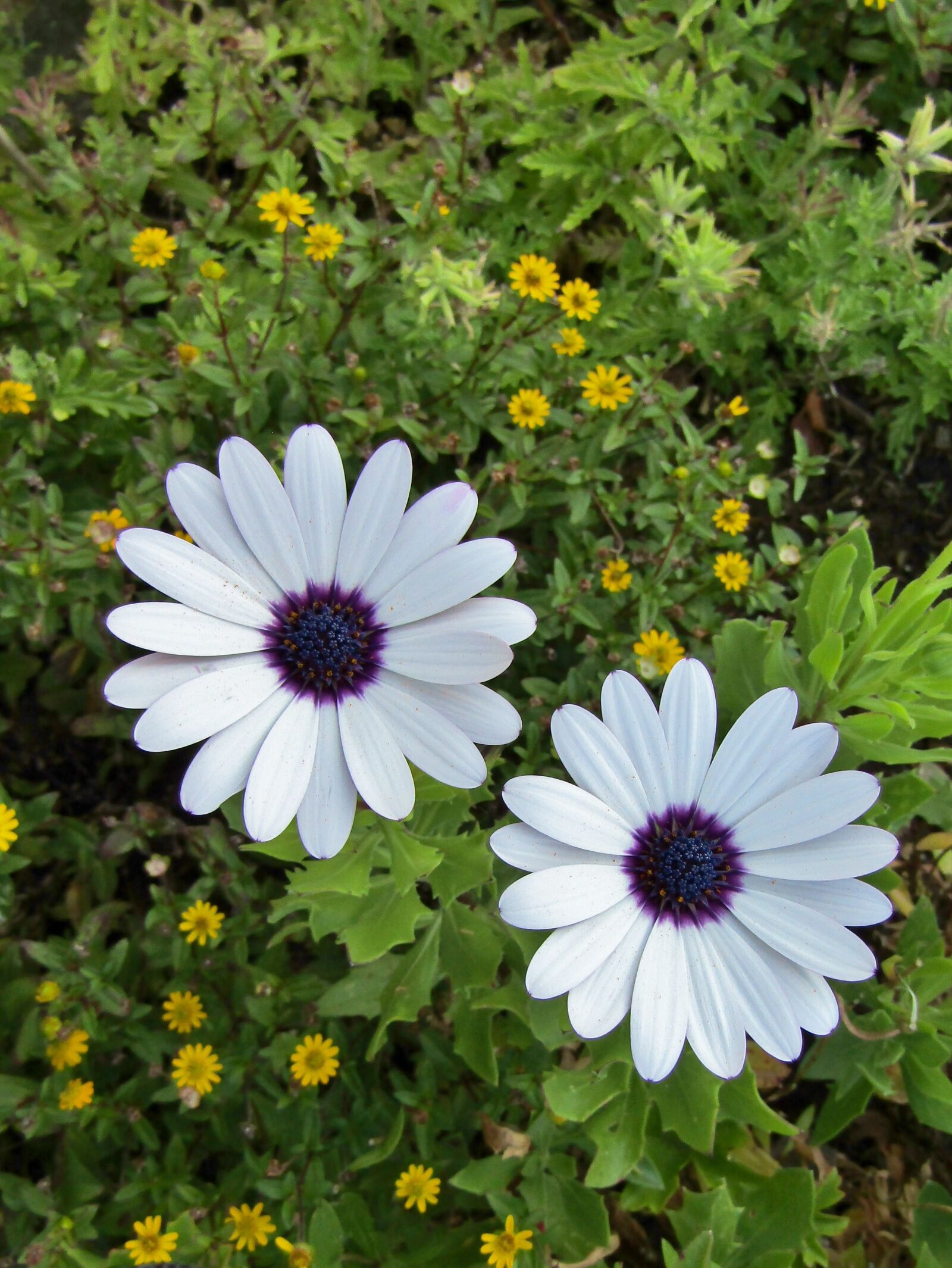 Canon POWERSHOT SX432 IS sample photo. Bornholm marguerite, cape basket photography