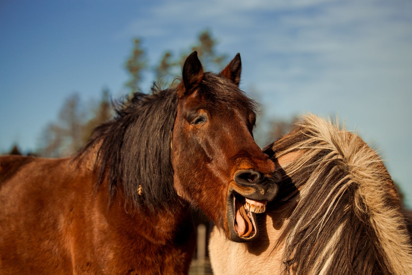 Canon EOS 6D sample photo. Animal, horse, horses photography