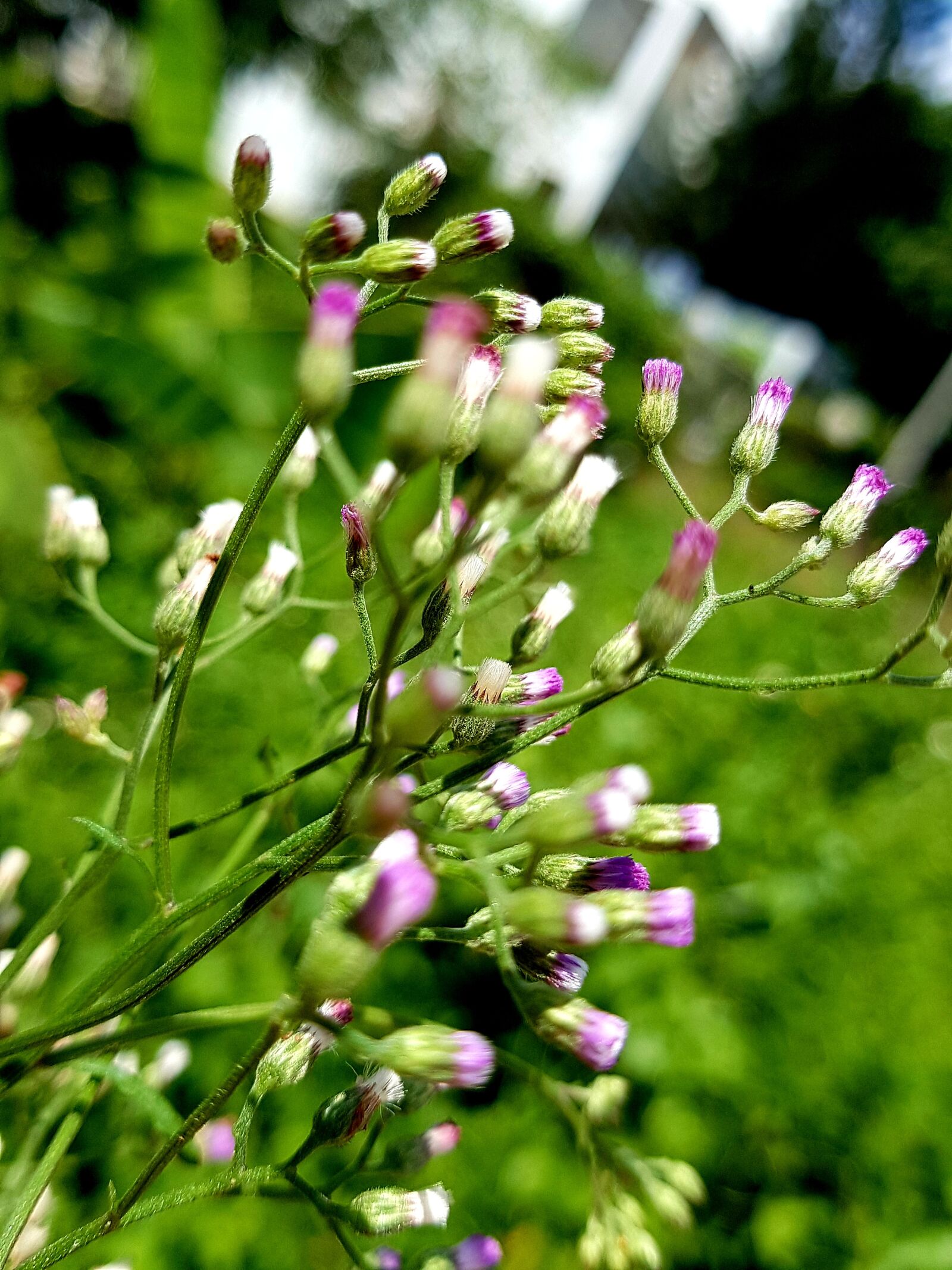 Samsung Galaxy Note Fan Edition sample photo. Wildflowers, flowers, blossom photography