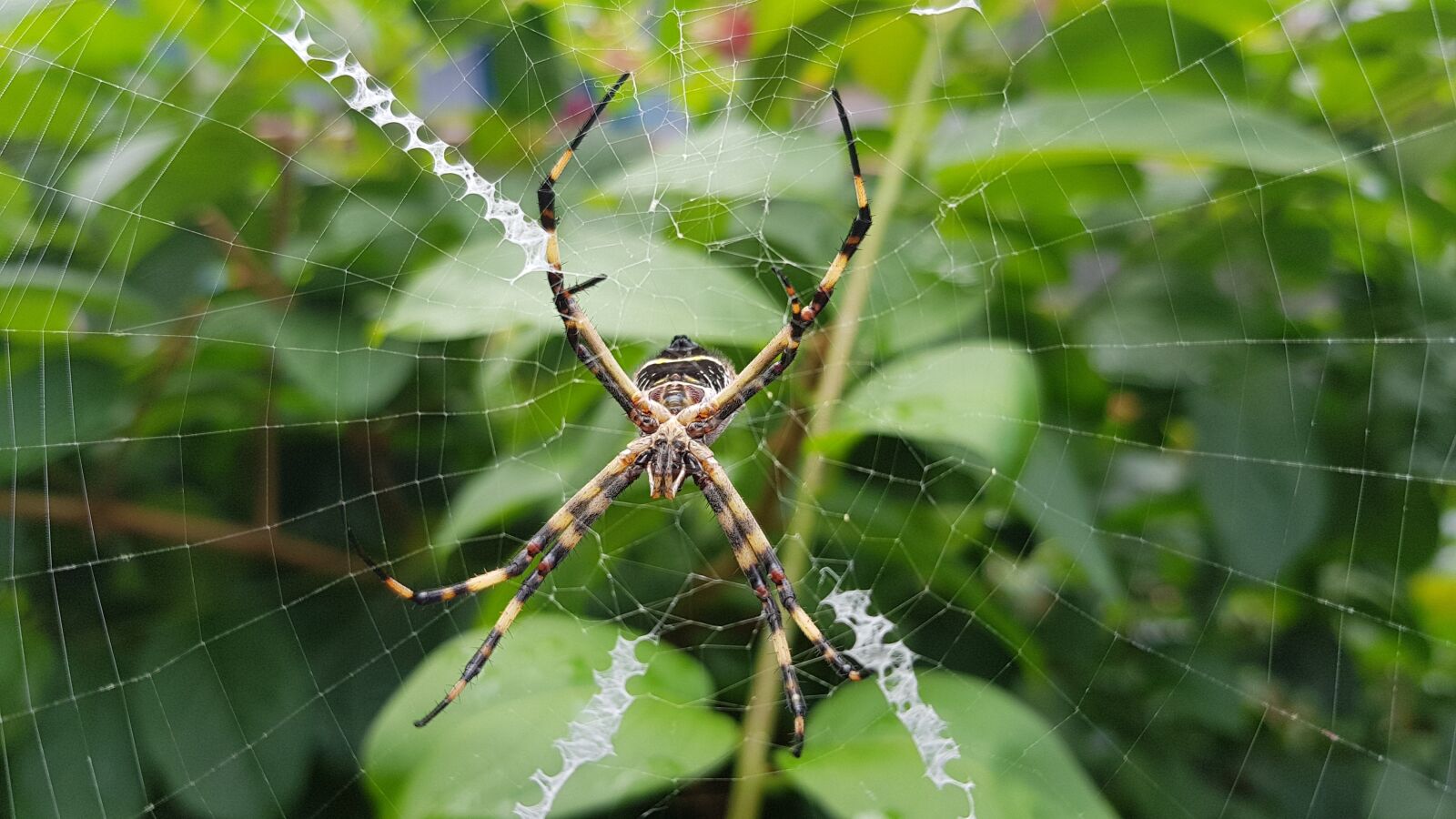 Samsung Galaxy S8 sample photo. Spider, garden spider, nature photography