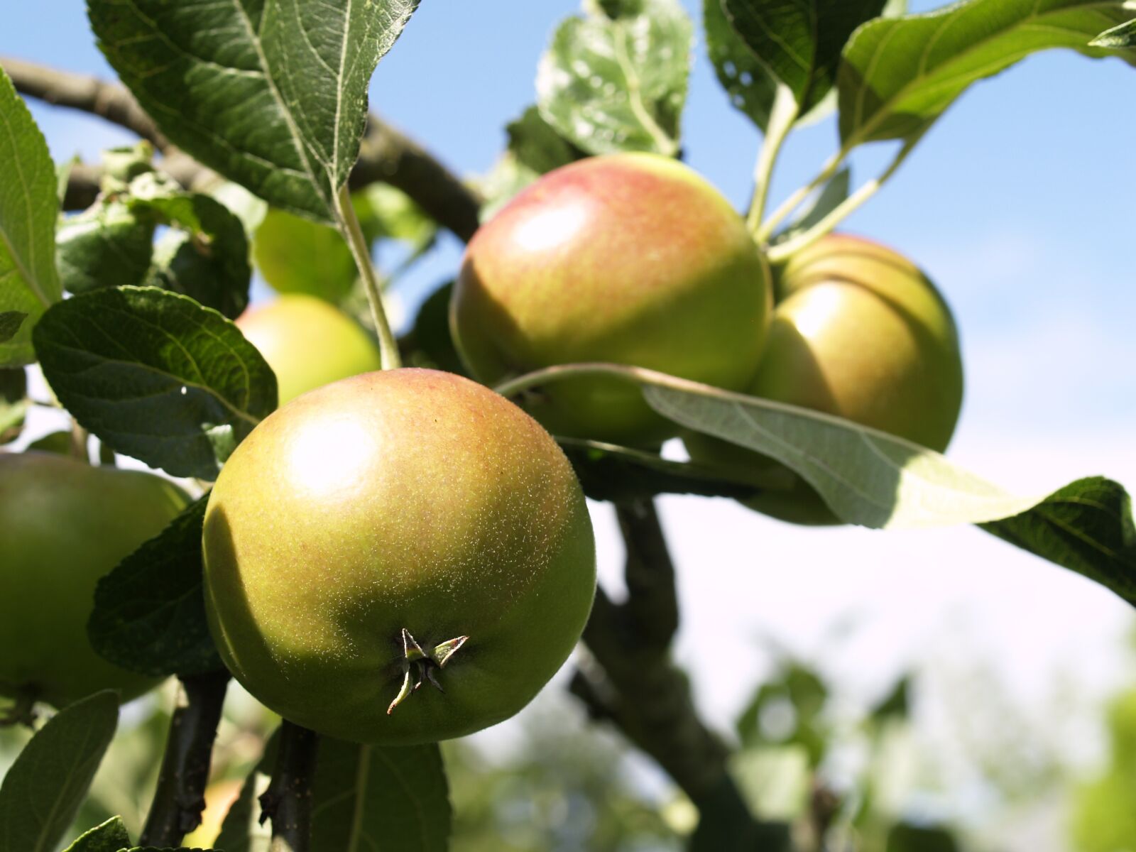 Olympus E-500 (EVOLT E-500) sample photo. Apple, green, fruit photography
