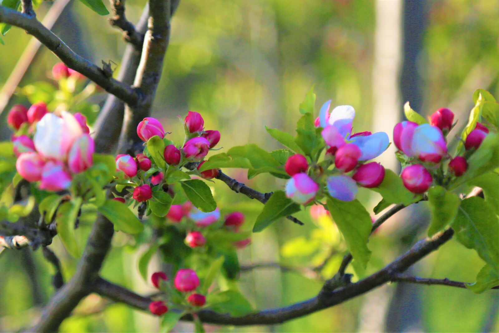 Canon EF 24-105mm F4L IS USM sample photo. Flowers, spring, tree photography