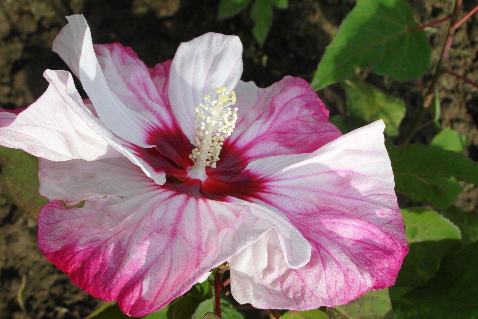 Samsung WB750 sample photo. Hibiscus, flower, garden photography