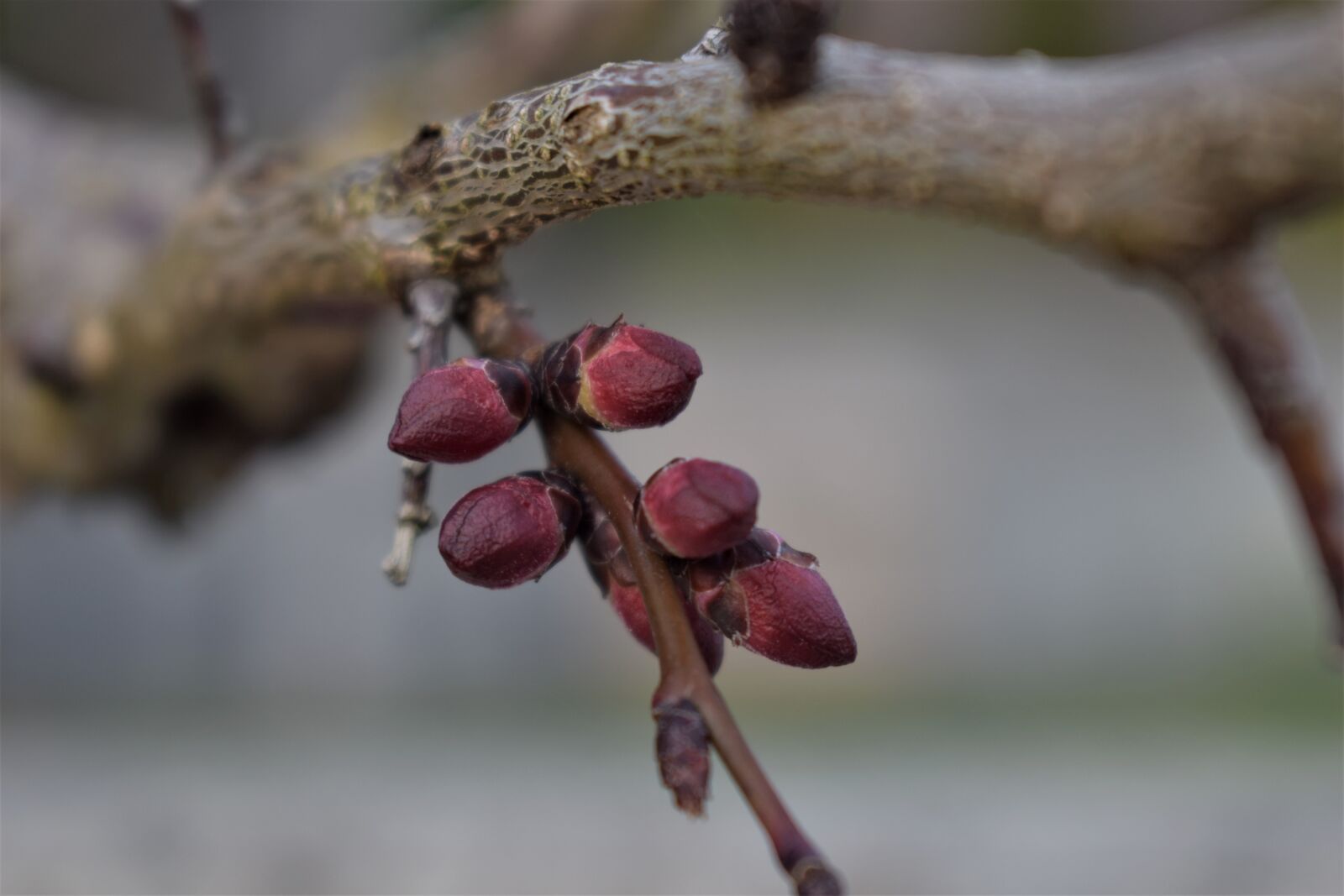 Nikon D5500 sample photo. Apricot tree, tree, apricots photography