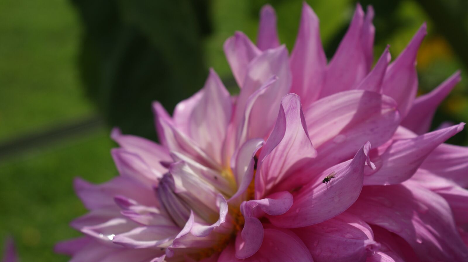 Sony Alpha DSLR-A350 sample photo. Pink, flower, nature photography