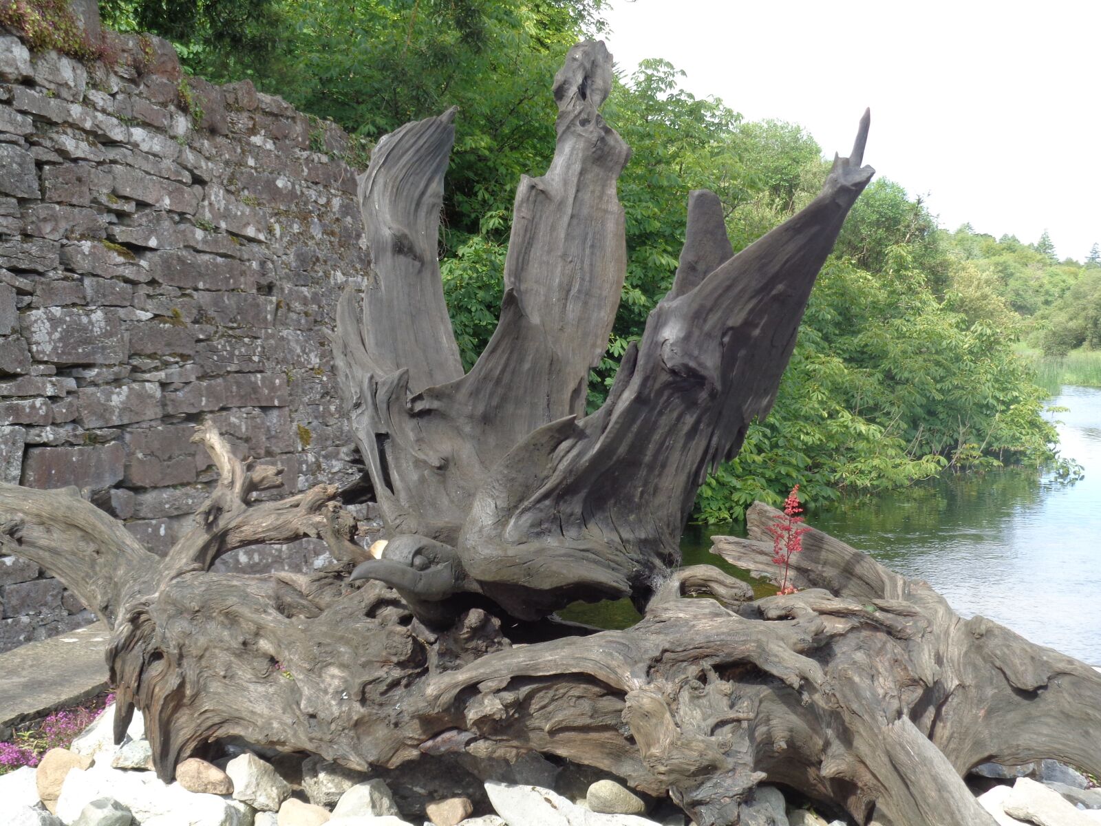 Sony Cyber-shot DSC-W830 sample photo. Nature, tree roots, ireland photography
