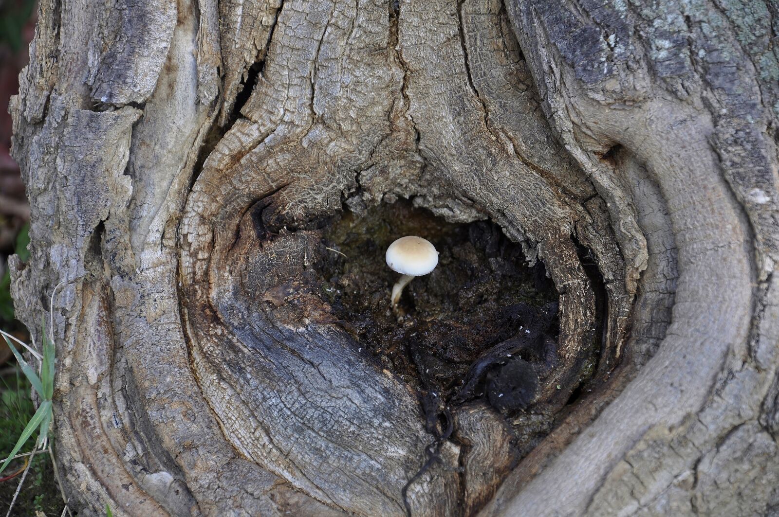 Nikon D5000 sample photo. Tree, nature, plant photography