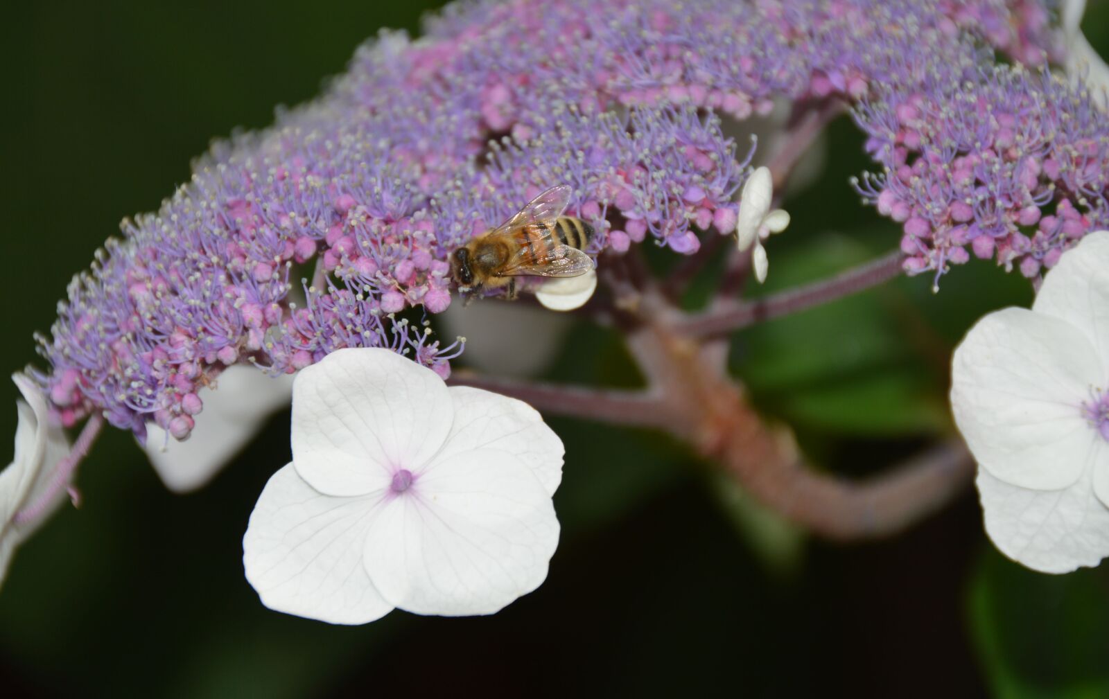 Nikon D3200 sample photo. Flower, blossom, bloom photography