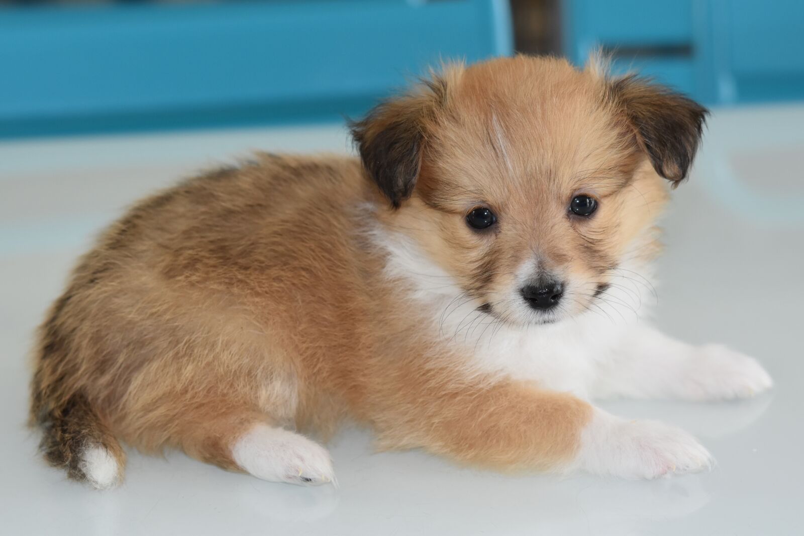 Nikon D5600 sample photo. Puppy, dog, young bitch photography