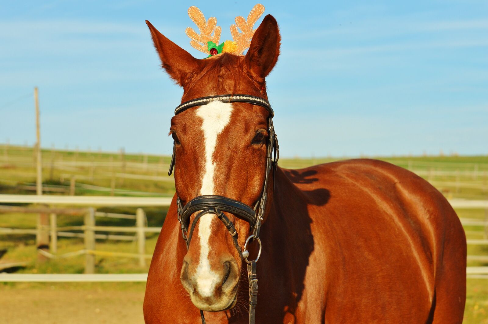 Nikon D3200 sample photo. Horse, christmas, funny photography