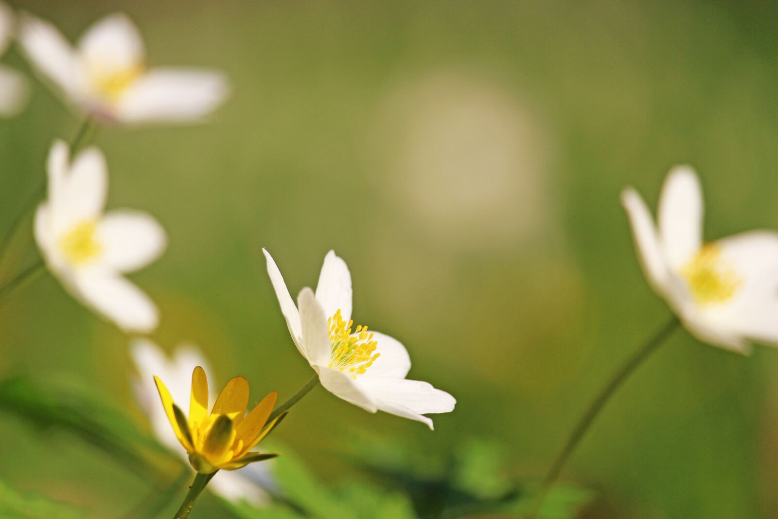 Canon EF-S 55-250mm F4-5.6 IS STM sample photo. Wood anemone, forest flower photography