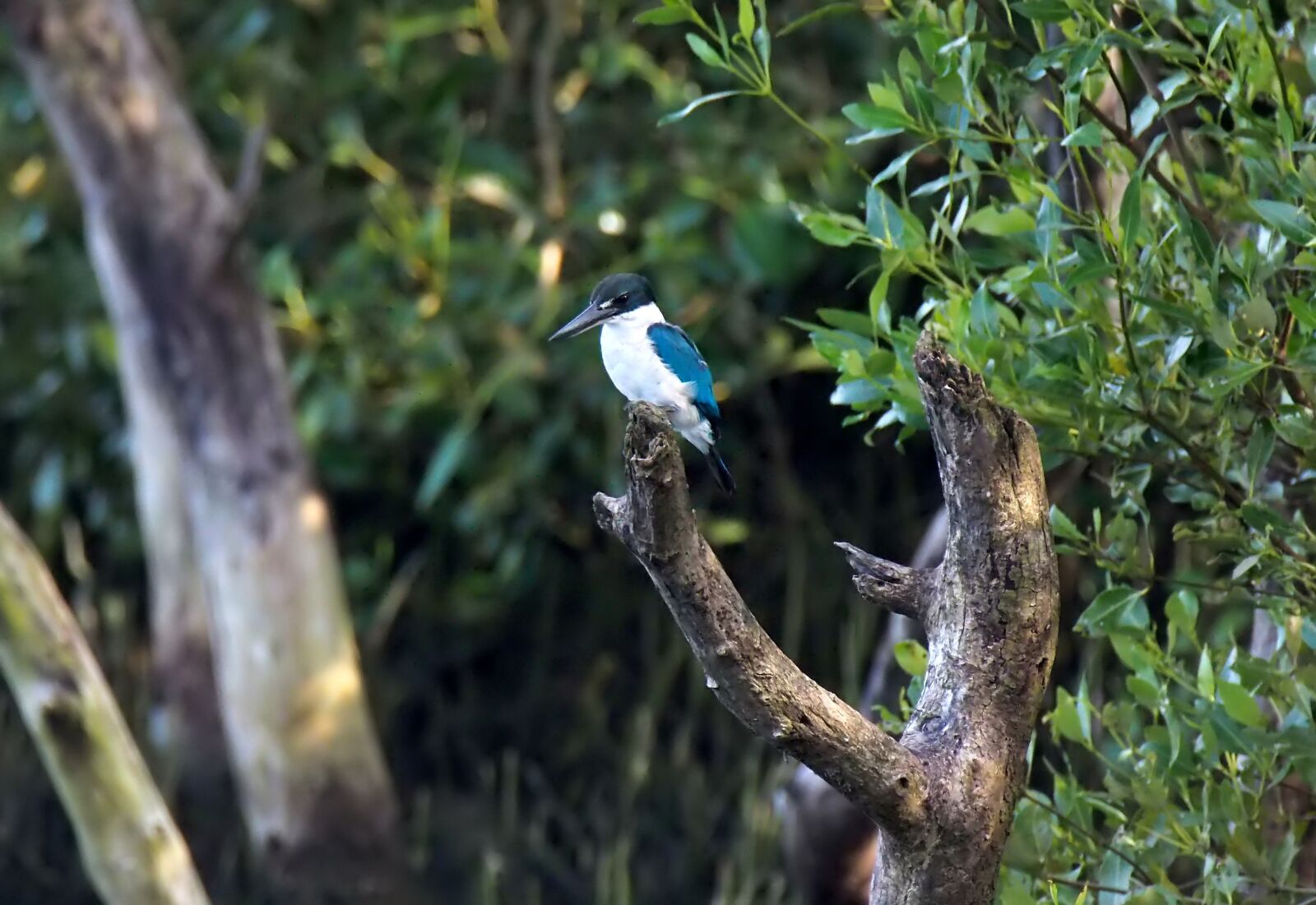 Olympus OM-D E-M1 sample photo. King, fisher, wild photography