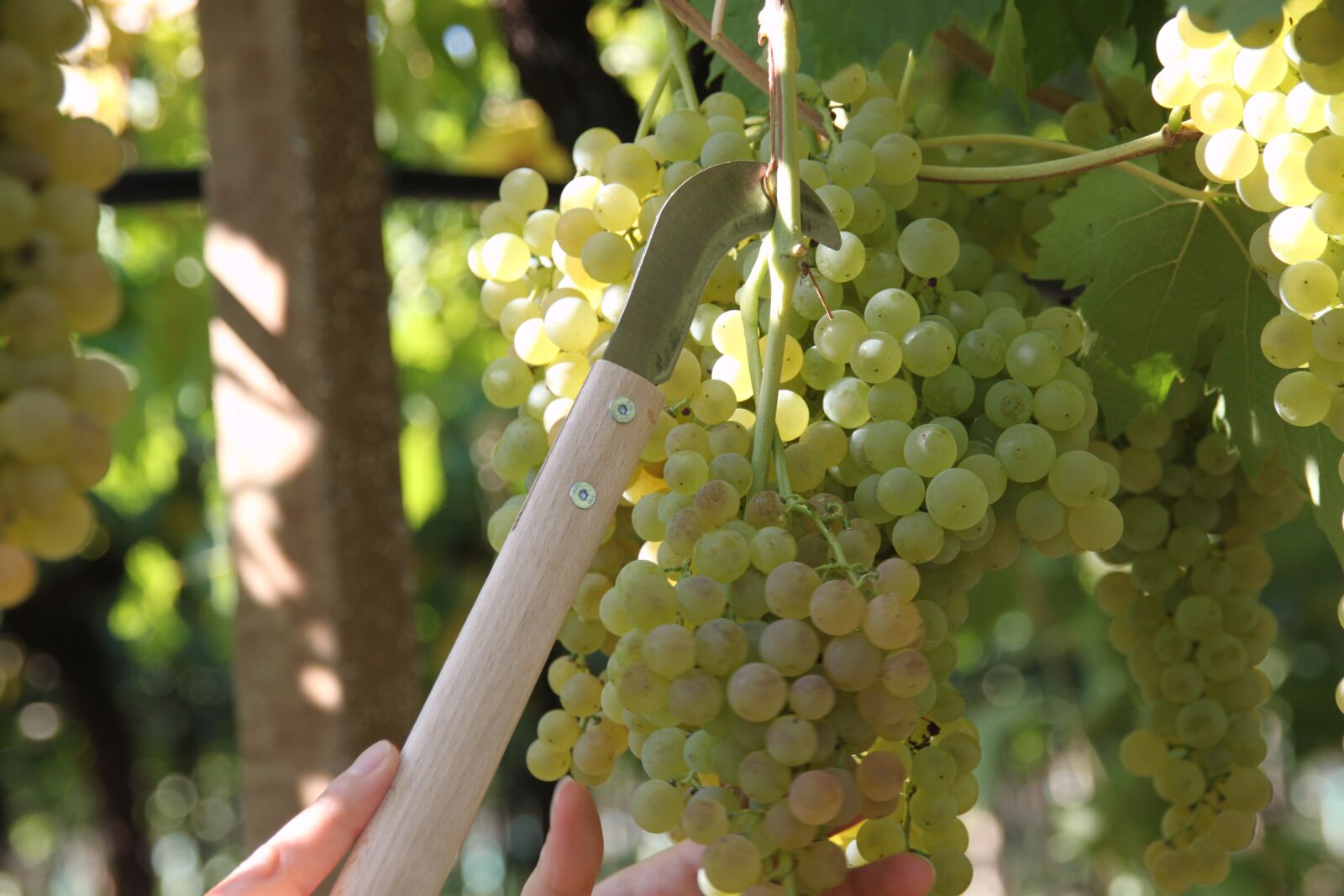 Canon EOS 500D (EOS Rebel T1i / EOS Kiss X3) sample photo. Screw, vineyard, wine photography