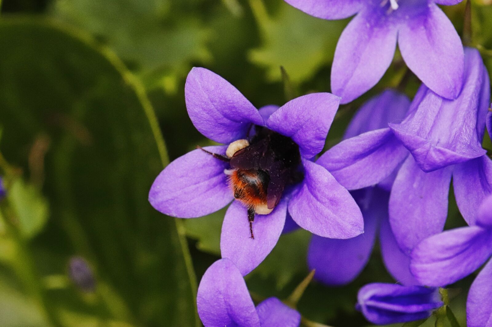 Canon EOS 200D (EOS Rebel SL2 / EOS Kiss X9) sample photo. Hummel, bellflower, pollen photography
