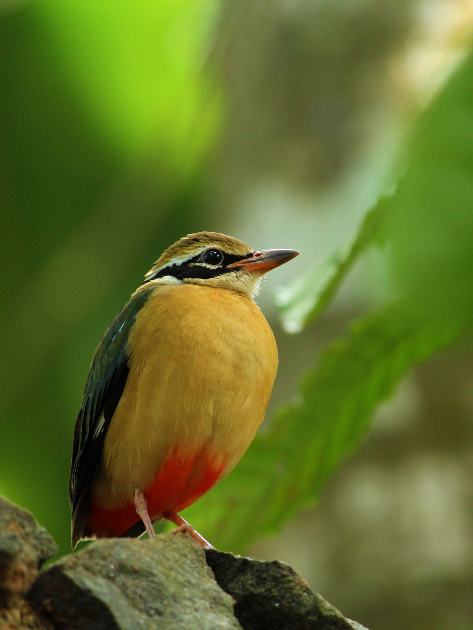 Canon EOS 1300D (EOS Rebel T6 / EOS Kiss X80) sample photo. Indian pitta, bird, avian photography