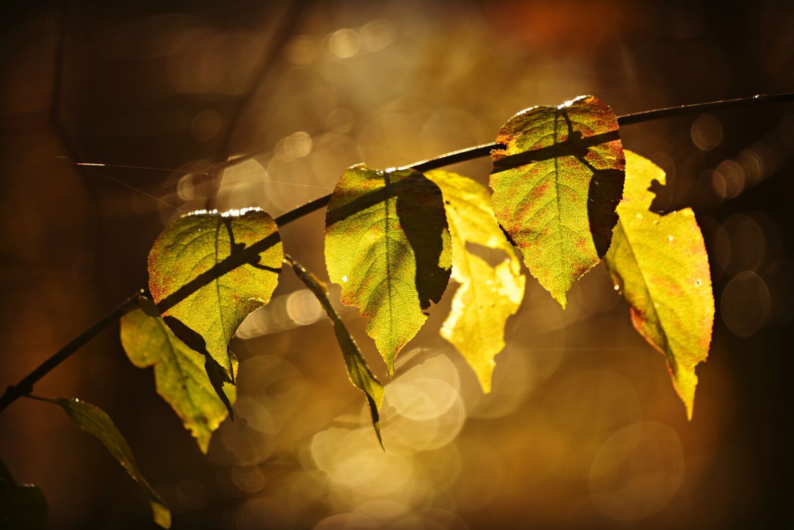 Nikon D750 sample photo. Branch, twig, leaf photography