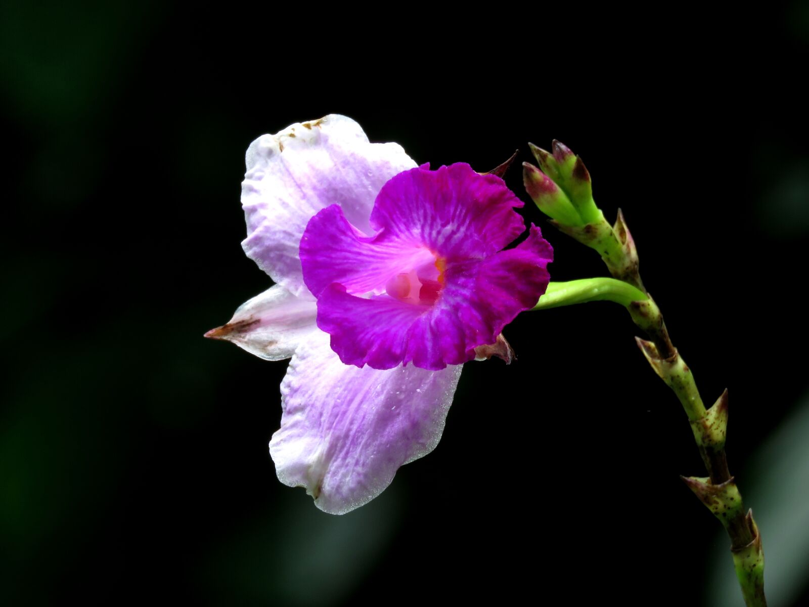 Canon PowerShot SX60 HS sample photo