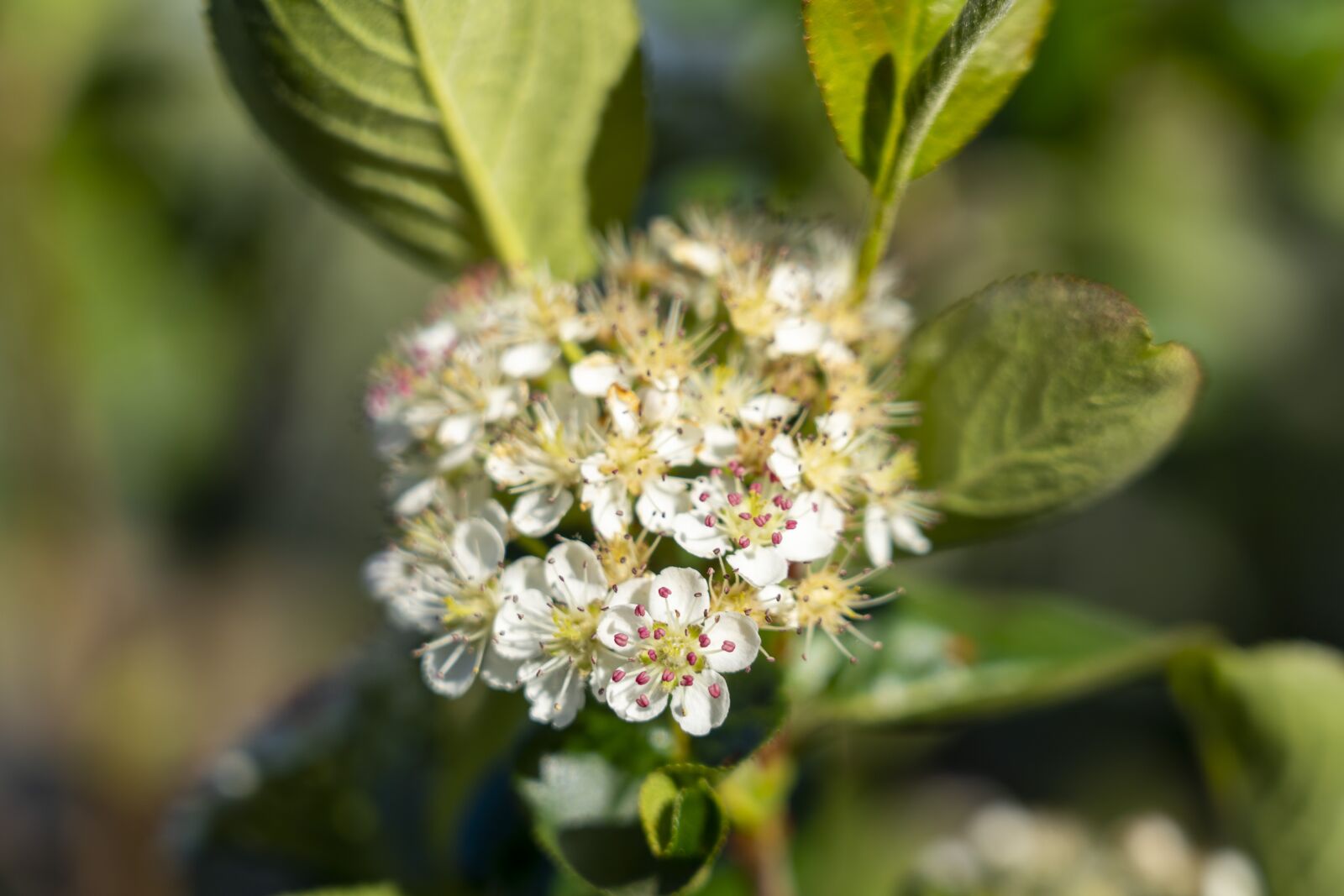 Sony FE 24-105mm F4 G OSS sample photo. Flower, flowering, nature photography