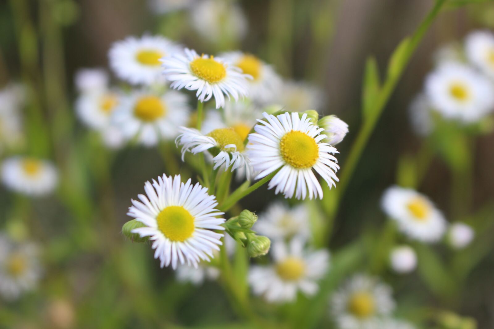 Canon EOS 100D (EOS Rebel SL1 / EOS Kiss X7) sample photo. Daisy, flower, petals photography