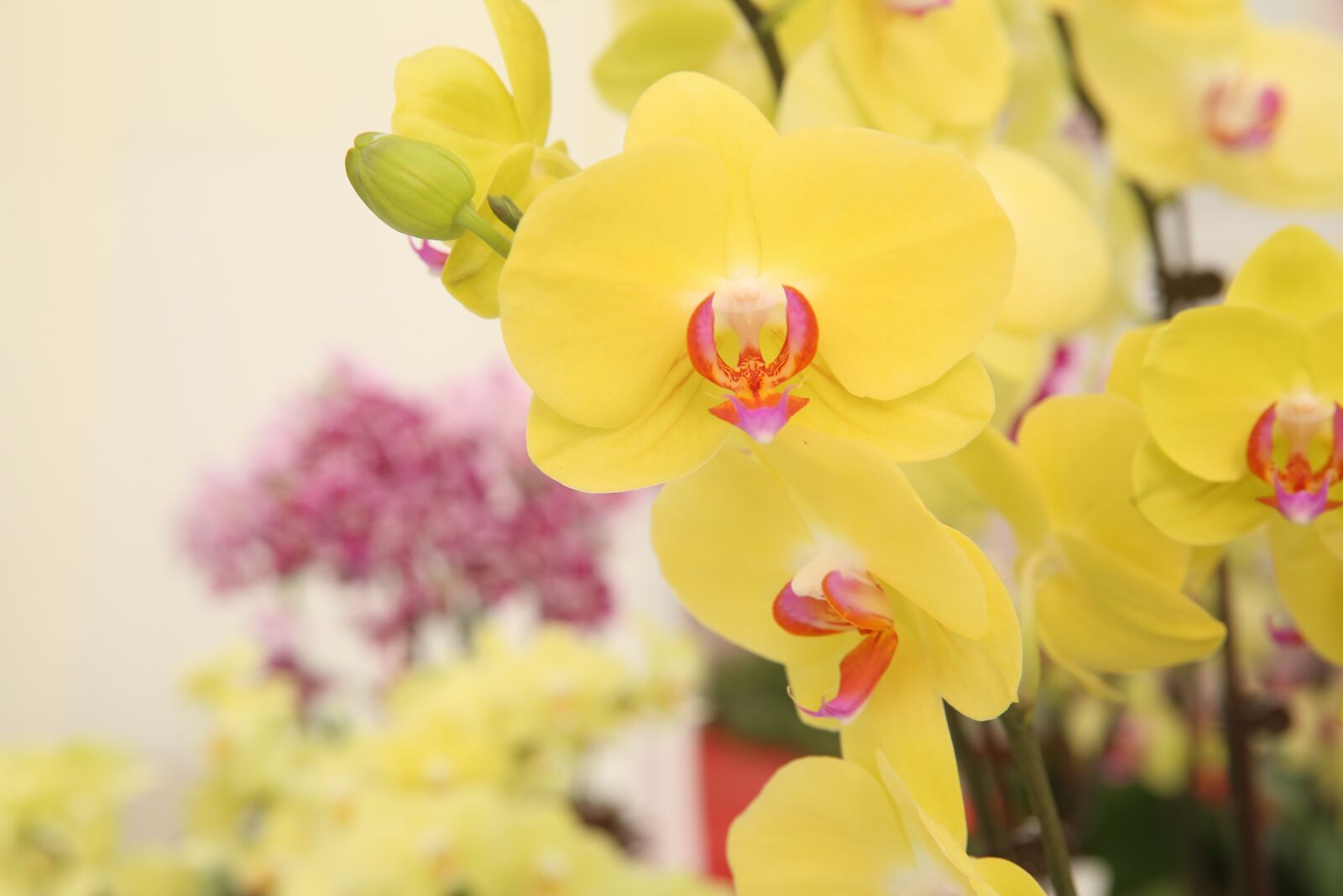 Canon EF 24-70mm F2.8L II USM sample photo. Flower, phalaenopsis, flowers photography