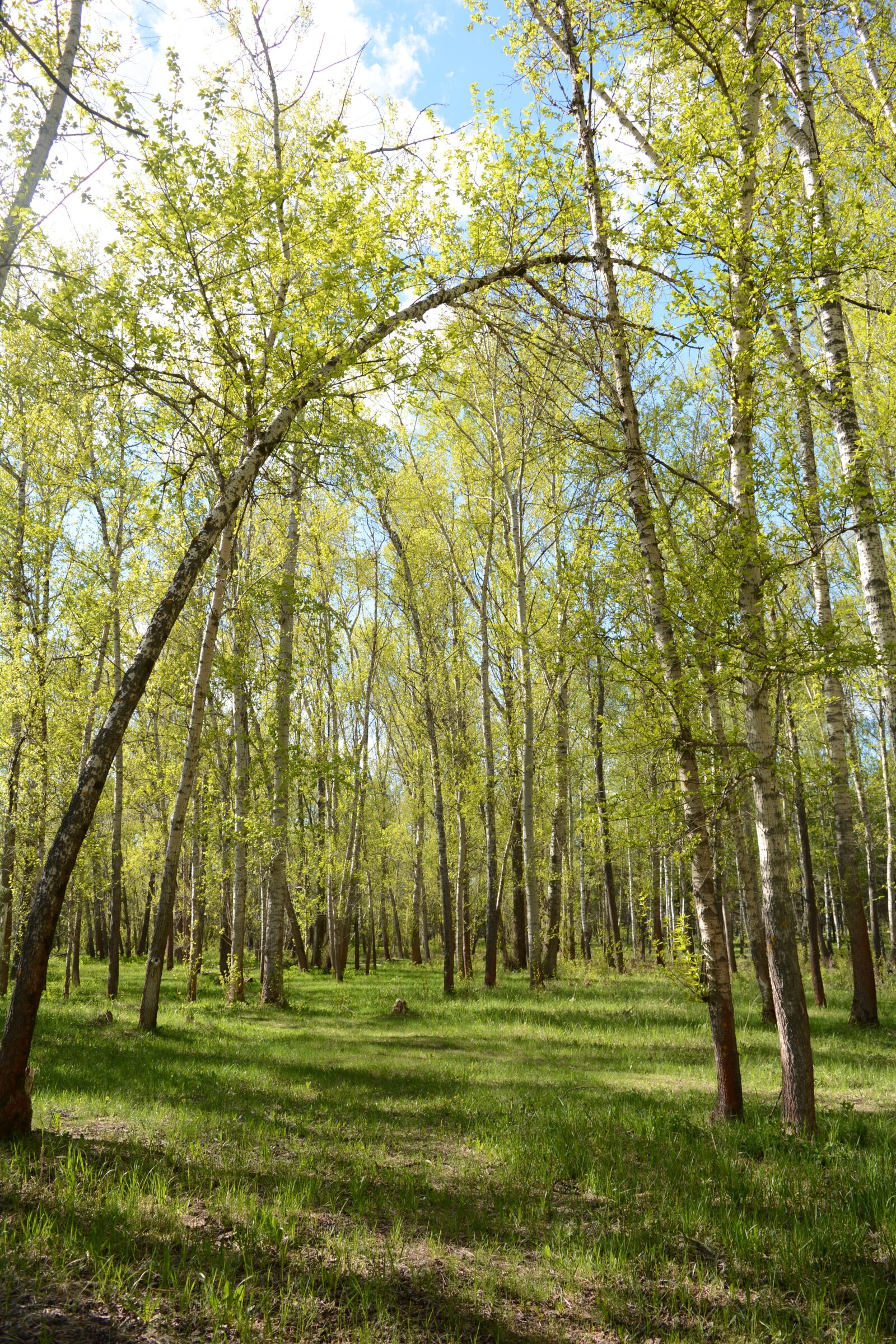 Nikon D5200 sample photo. Trees, forest, subscribe photography
