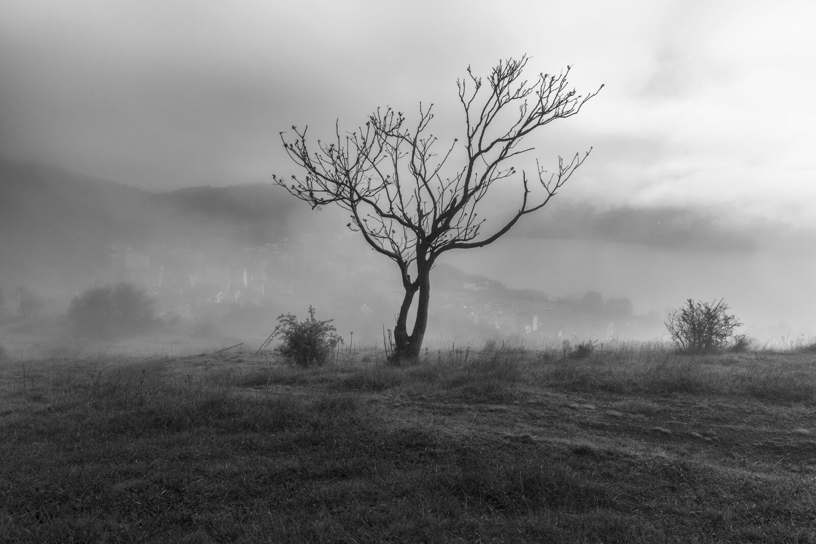 Tamron SP 24-70mm F2.8 Di VC USD sample photo. Tree, fog, kastoria photography