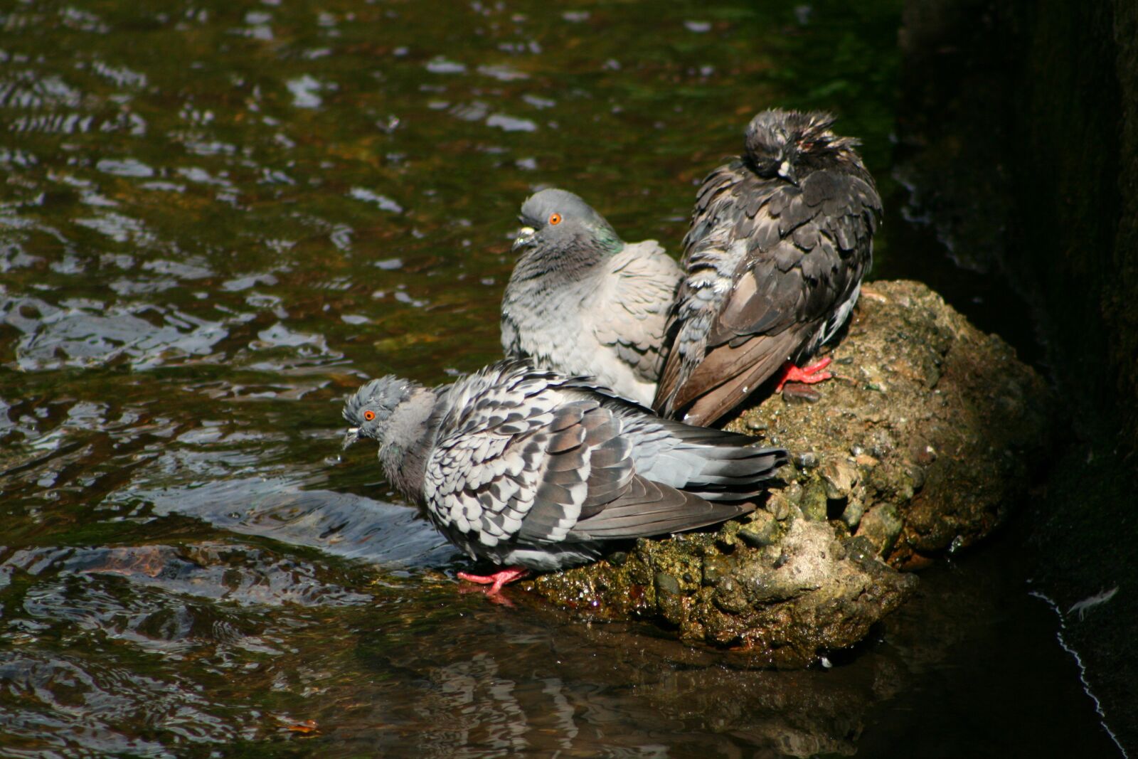 Canon EOS 400D (EOS Digital Rebel XTi / EOS Kiss Digital X) sample photo. Pigeons, wet, bad photography