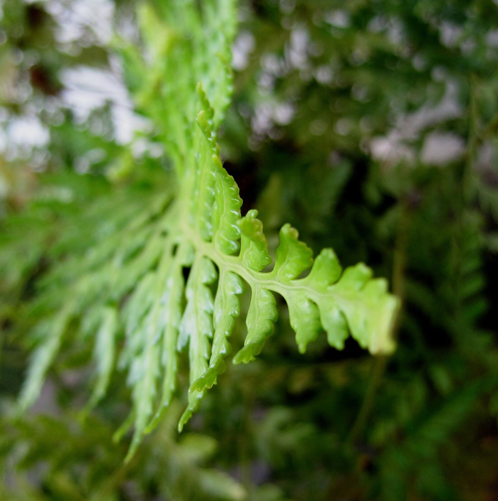 Canon PowerShot SD1200 IS (Digital IXUS 95 IS / IXY Digital 110 IS) sample photo. Fern, leaf, bright photography