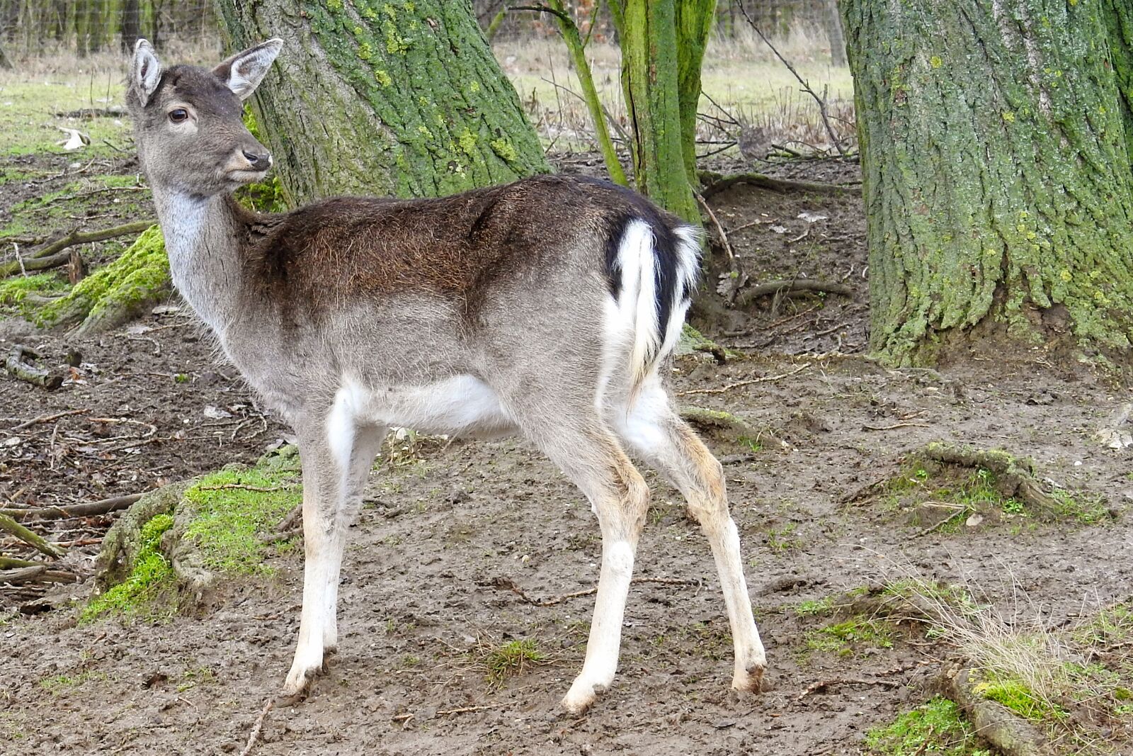 Nikon Coolpix P900 sample photo. Roe deer, forest, fallow photography