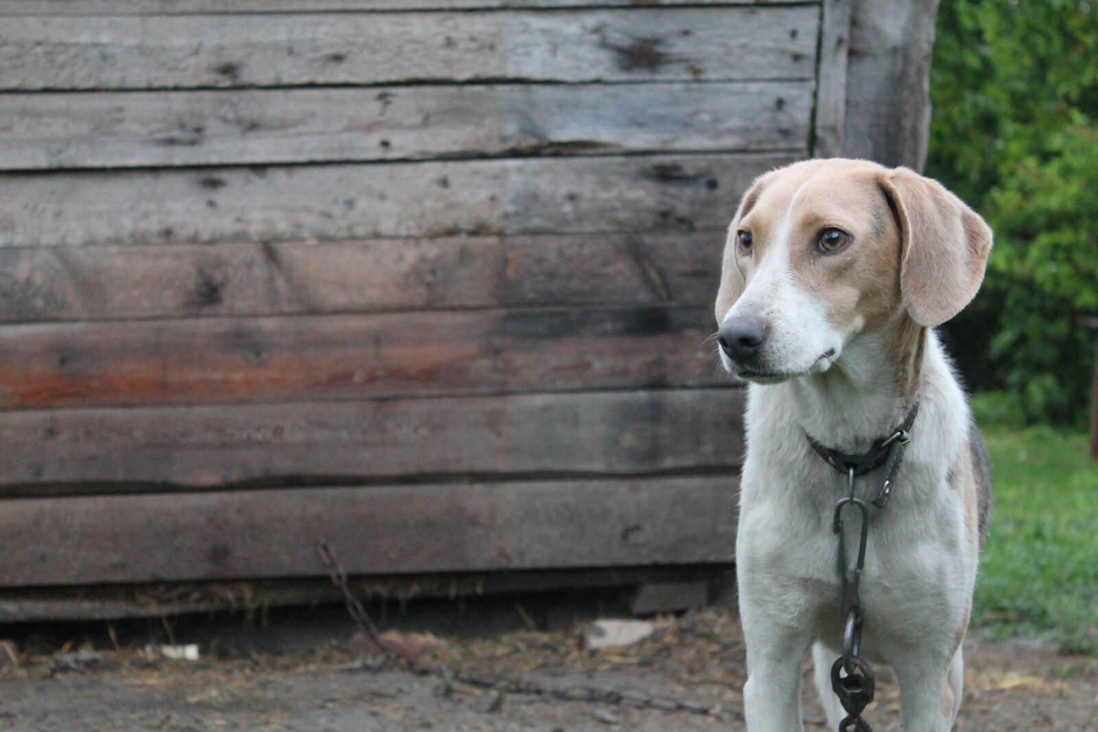 Canon EOS 1100D (EOS Rebel T3 / EOS Kiss X50) sample photo. Dogs, dog, sorrow photography