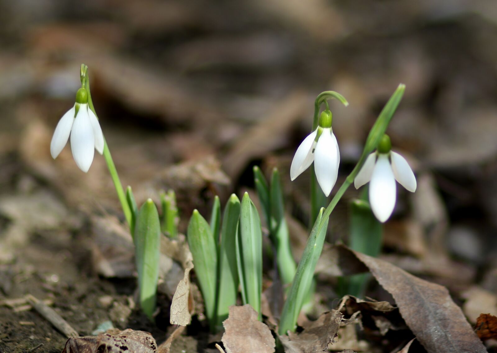Canon EF 85mm F1.8 USM sample photo. Snowdrops, flower, white photography