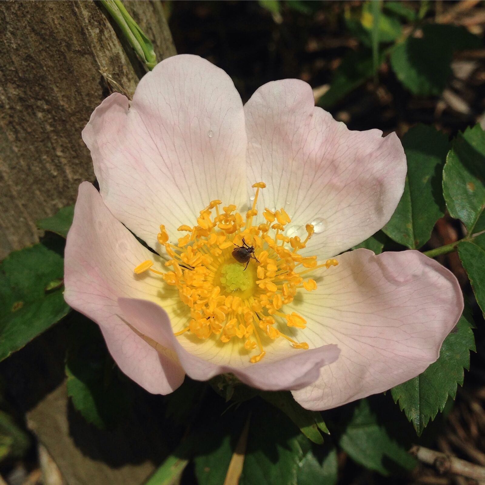 iPhone 5 back camera 4.12mm f/2.4 sample photo. Dog-rose, wild rose, rosa photography