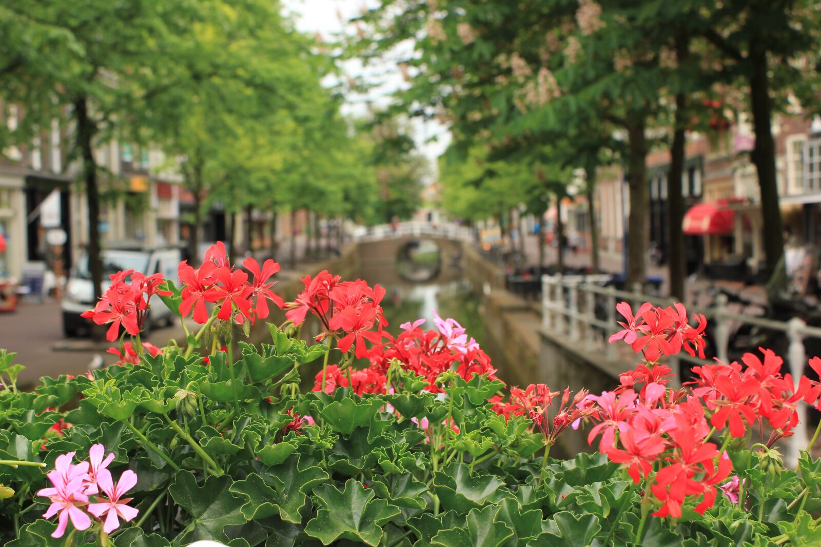 Canon EOS 550D (EOS Rebel T2i / EOS Kiss X4) sample photo. Channel, netherlands, flowers photography