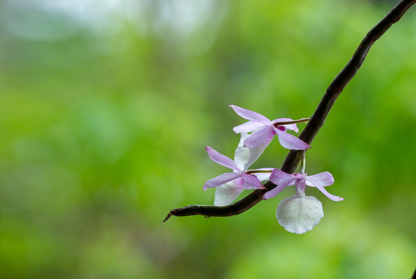 Canon EOS 5D Mark III + Canon EF 135mm F2L USM sample photo. Dendrobium cretaceum, orchids, hoang photography
