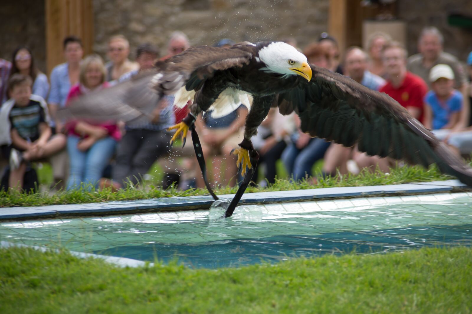 Canon EOS 5D Mark III sample photo. Bald eagles, adler, raptor photography