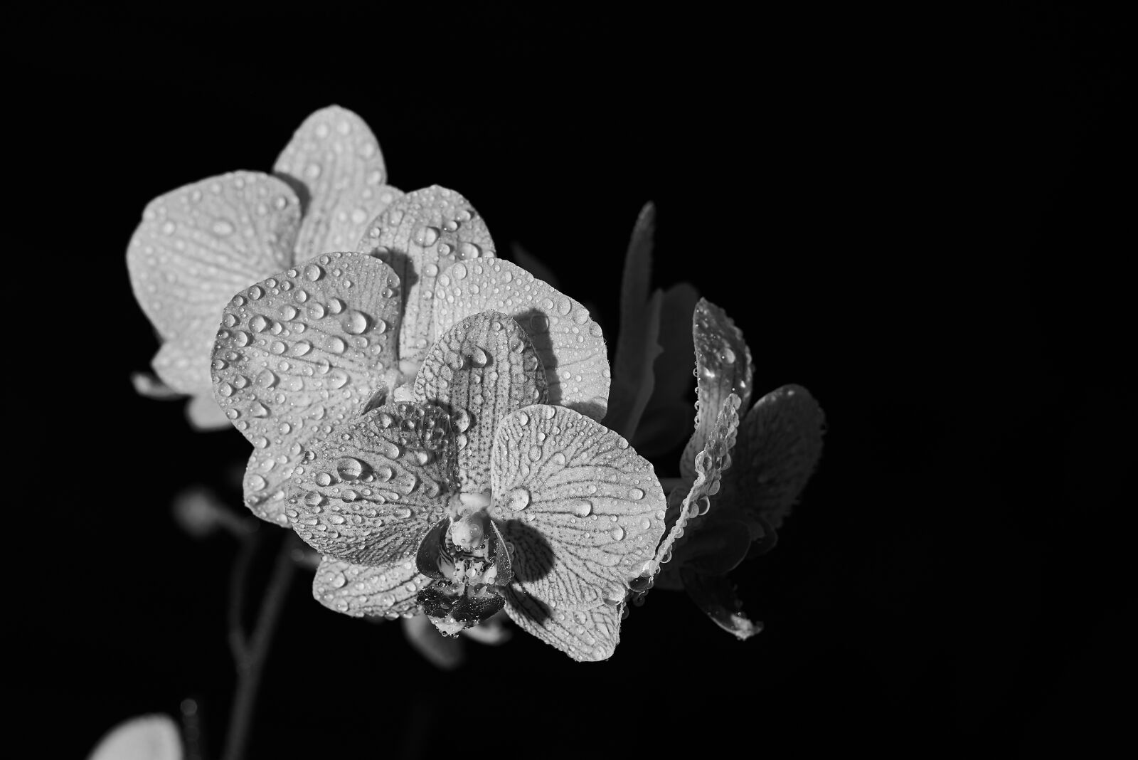 Nikon AF-S Nikkor 50mm F1.8G sample photo. Flower, orchid, blossom photography