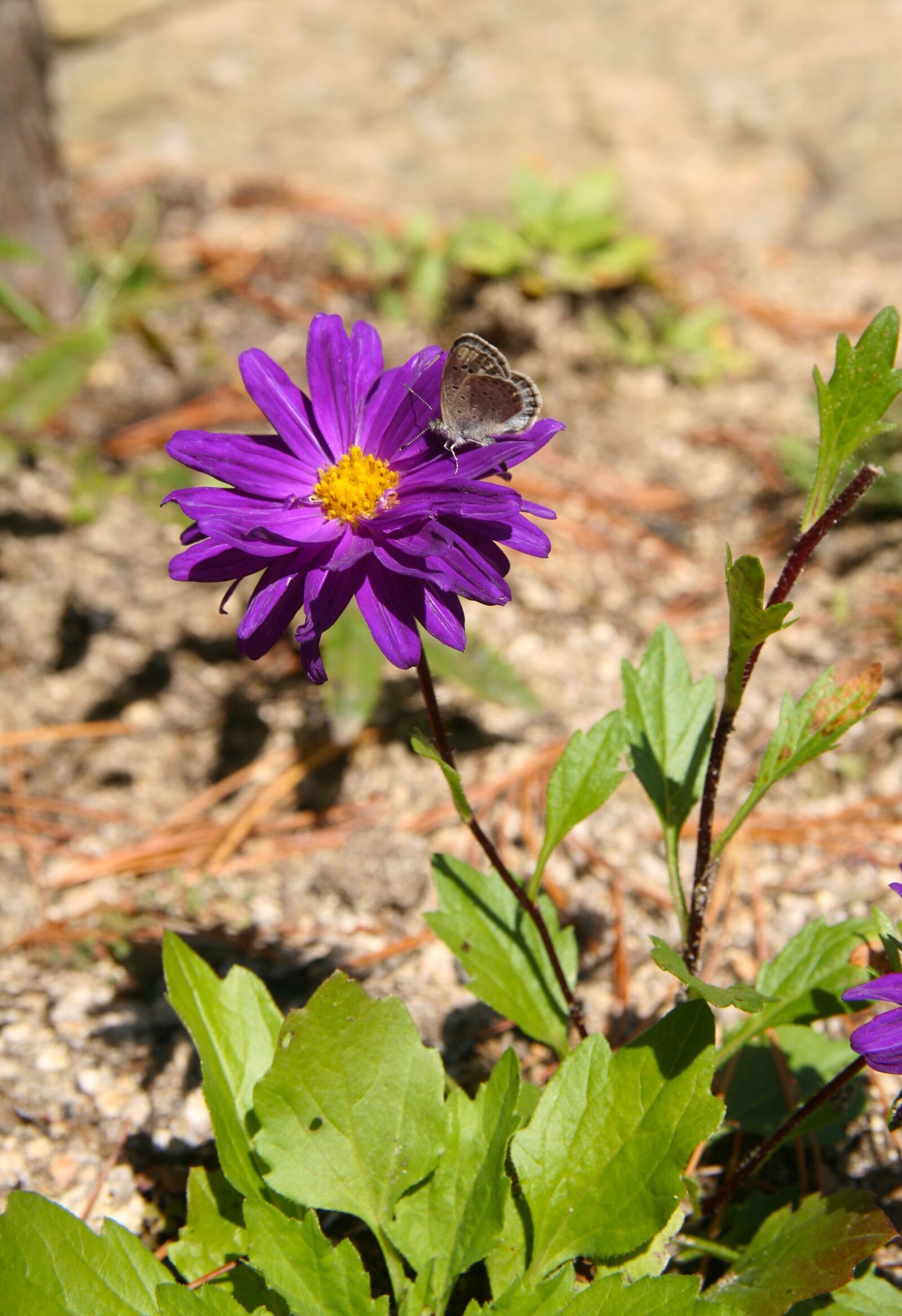Canon EOS 5D sample photo. Flowers, butterfly, insects photography