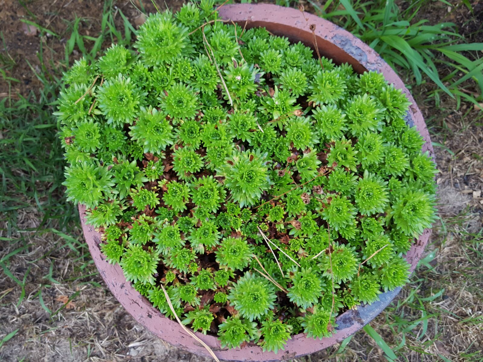 Samsung Galaxy S6 sample photo. Plant in a pot photography