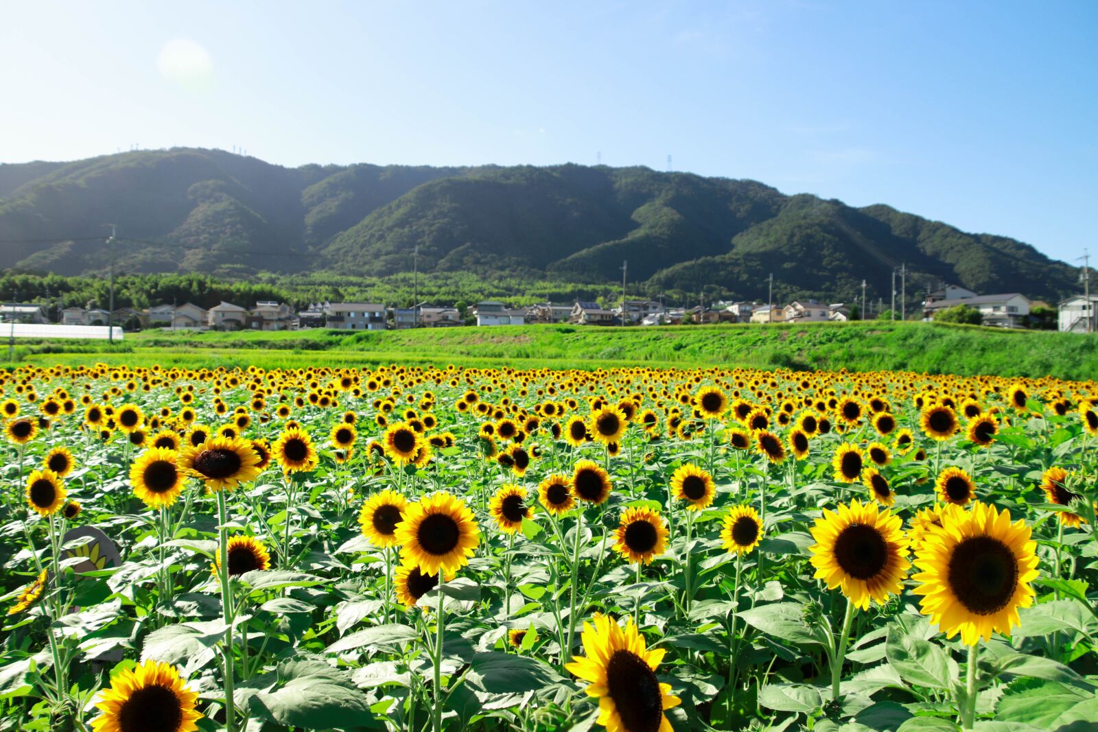 Canon EOS 77D (EOS 9000D / EOS 770D) sample photo. Sunflower, garden, blue sky photography