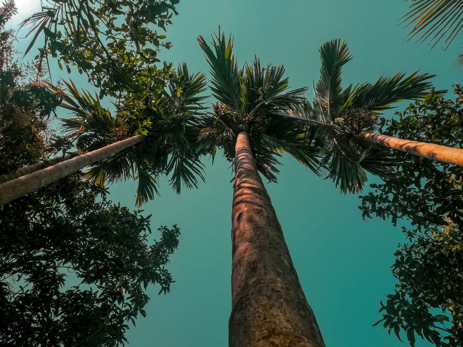HUAWEI nova 2i sample photo. Tree, plant, coconut photography