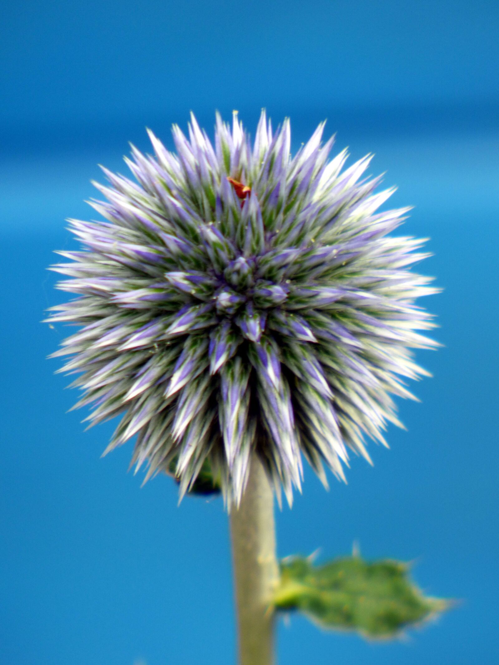 Panasonic DMC-FZ72 sample photo. Thistle, flower, blue photography