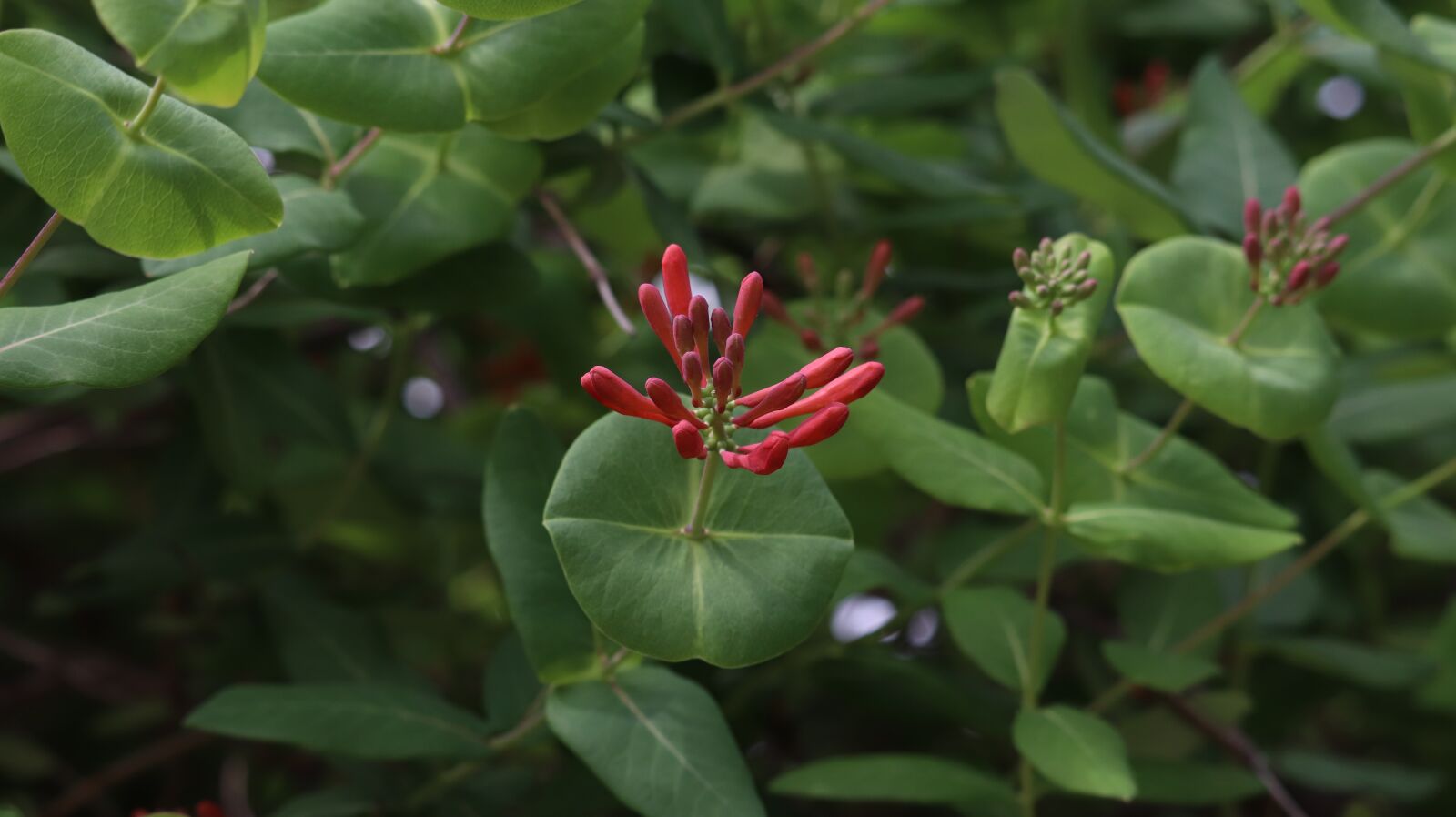 Canon EOS 77D (EOS 9000D / EOS 770D) sample photo. Spring, flowers, nature photography