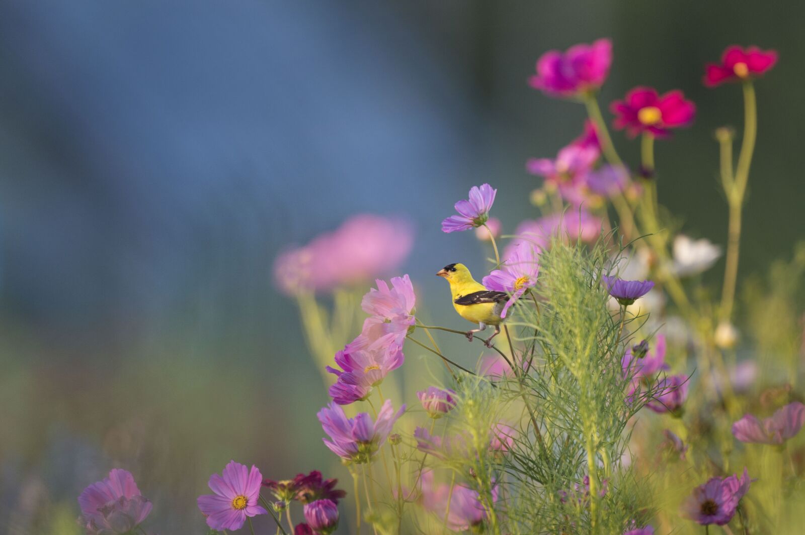 Nikon D4S sample photo. Bird, bloom, blossom photography
