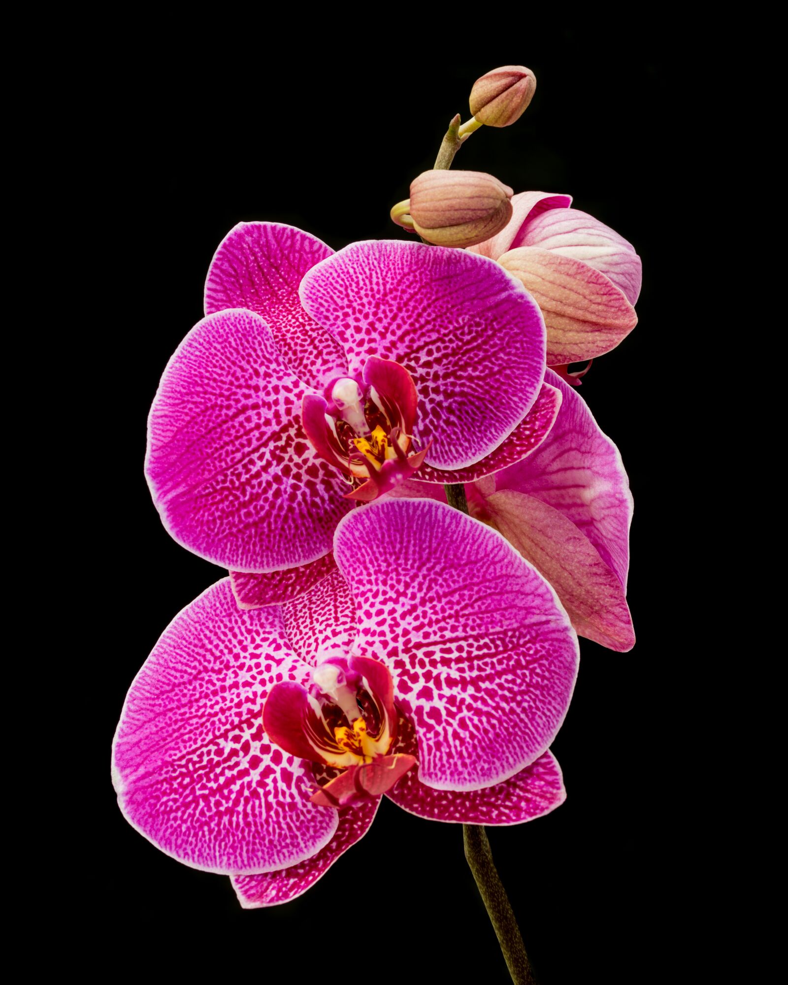 Nikon D810 sample photo. Orchid, pink, flower photography