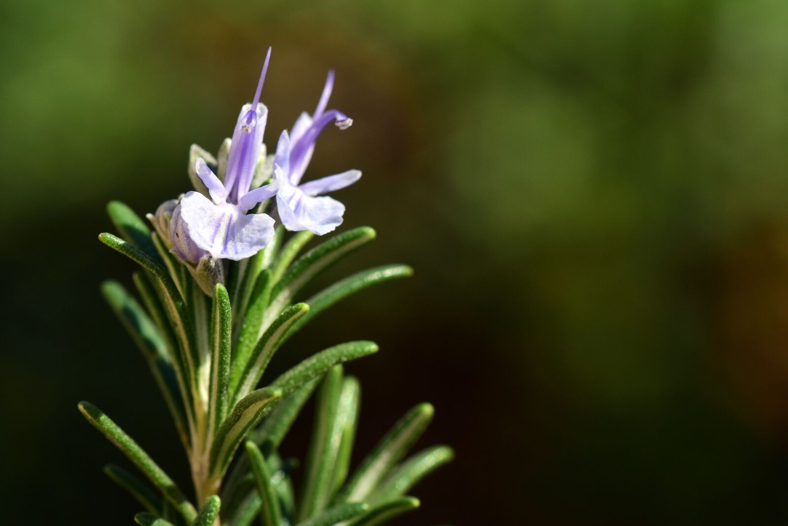 Nikon D3300 sample photo. Rosemary, spice, herb photography