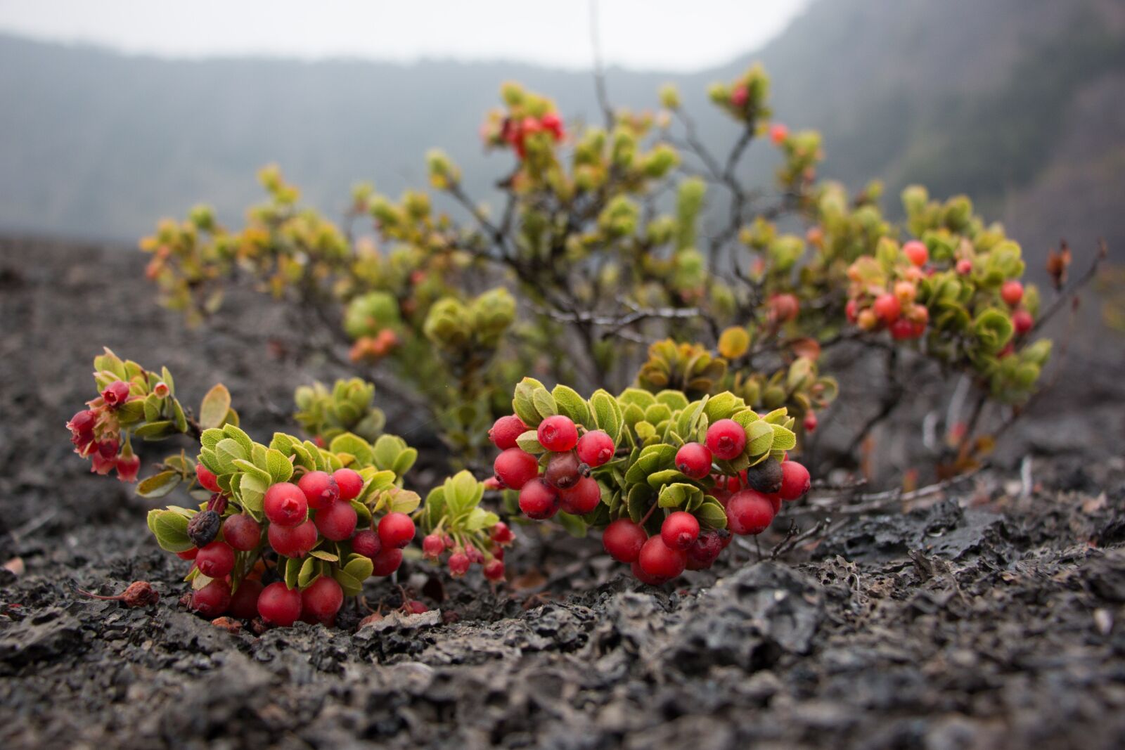 Canon EOS 70D sample photo. Nature, hawaii, tropical photography