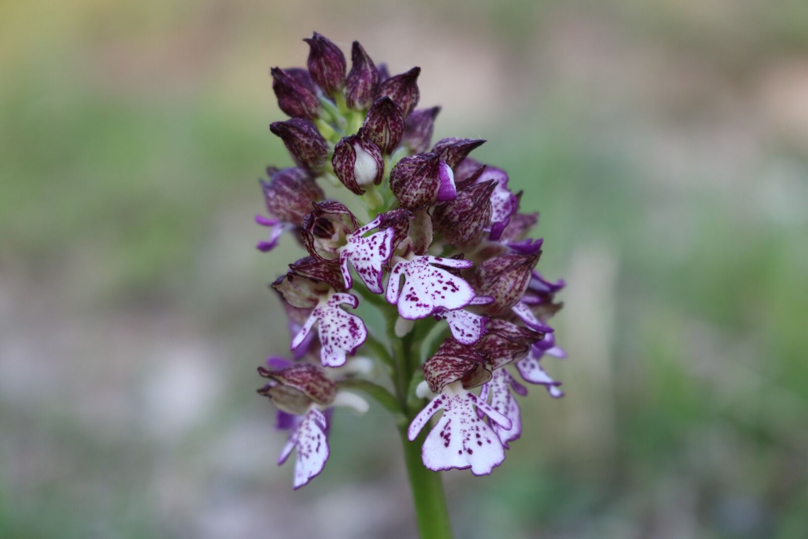 Canon EOS 750D (EOS Rebel T6i / EOS Kiss X8i) sample photo. Orchid, wild, bloom photography